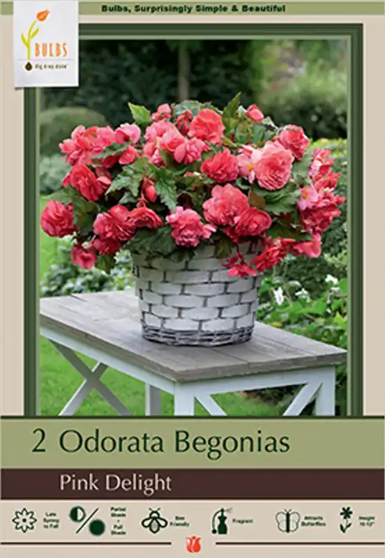 Pink Delight 2 Pack - Vibrant Flowering Plants For Your Garden