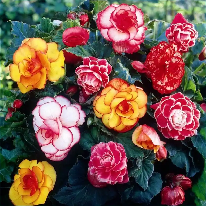 Picotee Mixture Spring Flower Bulbs - Vibrant Colors For Your Garden