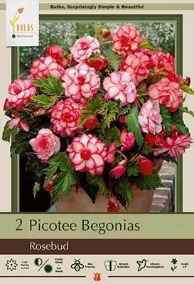 Picotee Begonias - Rosebud, 4-9 Inches Tall, Hardy Zones 8-10