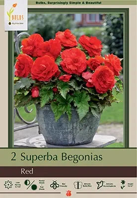 Superba Begonias - Red, 10-12 Inches Tall, Hardy Zones 8-10