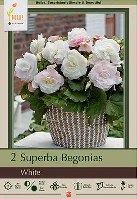 Superba Begonias - White, 10-12 Inches Tall, Hardy Zones 8-10
