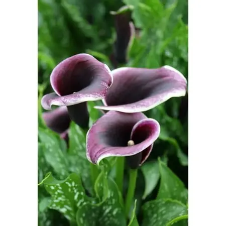 Calla Lily Bulb - Zantedeschia - 14/16 Centimeter - Premium Quality