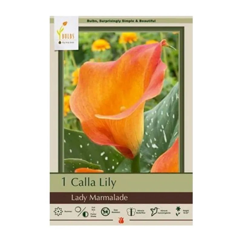 Lady Marmalade Calla Lily - Vibrant Orange Blooms, 1 Plant