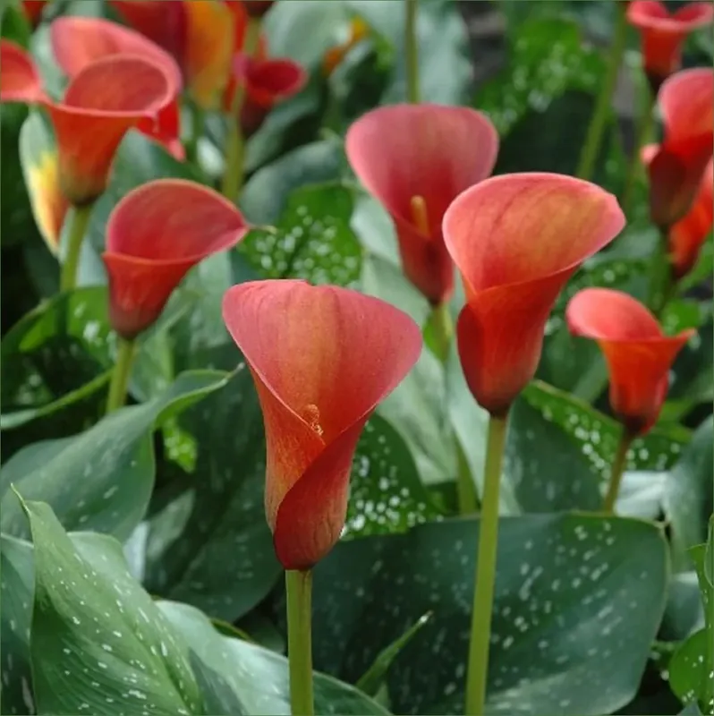 Calla Lily Red Alert - Vibrant Flowering Plant