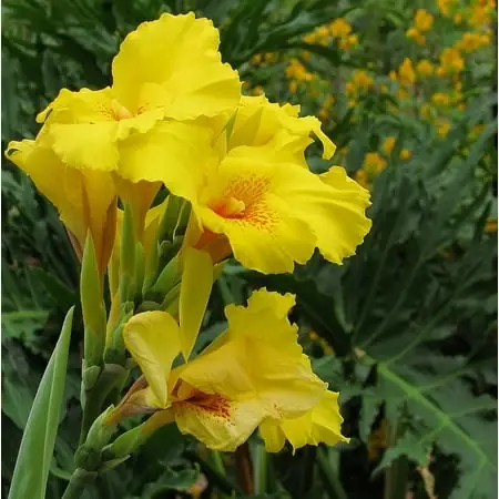 Canna - 2 Rhizomes With 2/3 Eyes For Vibrant Garden Blooms