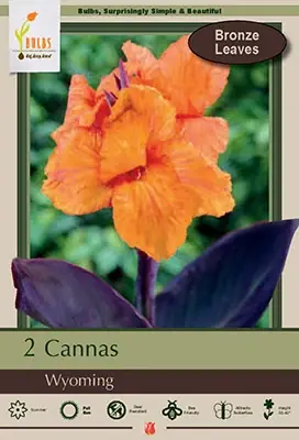 Canna Lily Bulbs - Canna Indica ‘wyoming‘ - 2 Pieces - Summer Bloomer