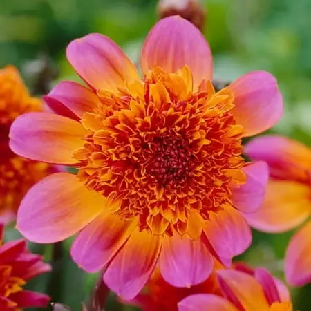 Floorinoor Anemone Flowering Dahlia Bulbs - Bright Pink And Orange, 36-40 Inches