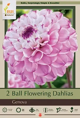 Ball Flowering Dahlias - Genova, 28-32 Inches Tall