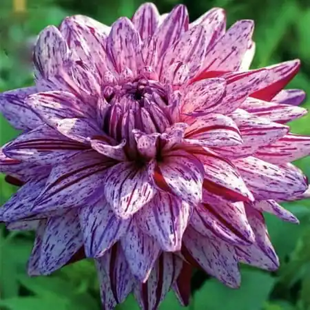 Blackberry Ripple Dahlia Cactus Bulbs - 2 Root Clumps, 28-32 Inches Tall