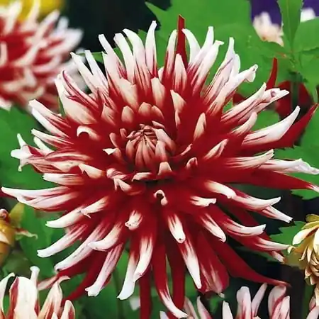 Cactus Dahlia ‘friquolet‘ Bulbs - Summer Blooms, 48-56 Inches Tall