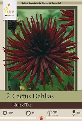 Cactus Dahlia Bulbs - Nuit D‘ete, 32-36 Inches Tall, Summer Bloomer