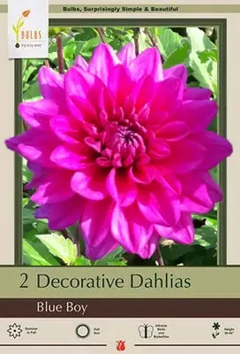 Decorative Dahlias - Blue Boy - Semi-dinnerplate - 2 Bulb Clumps