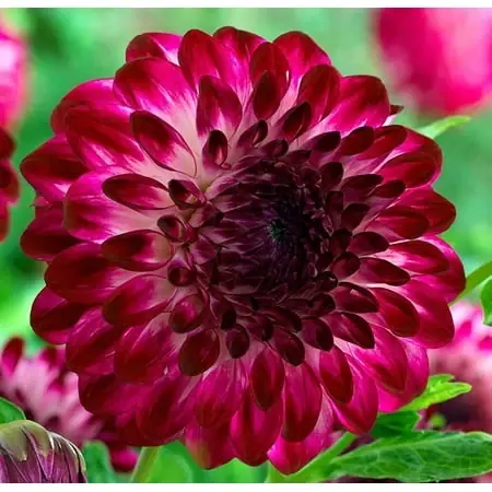 Caproz Pizzazz Decorative Dahlia Bulbs - Summer Blooming 32-36 Inches