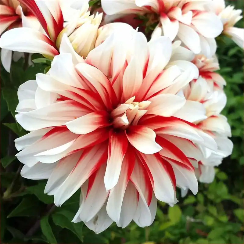 Dahlia Catching Fire Spring Flower Bulbs - 2 Pack