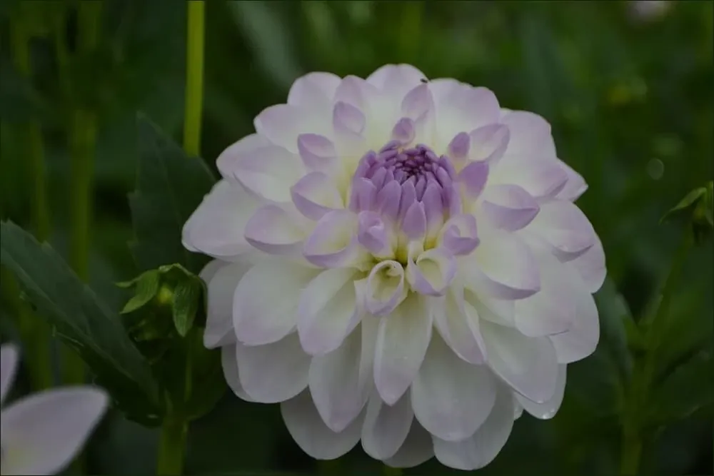 Eveline - Vibrant Blooms For Your Garden