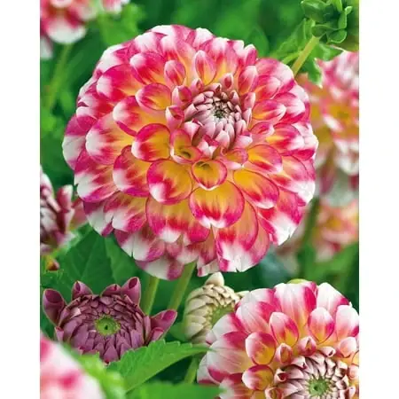Hawaii Decorative Dahlia Bulbs - 24-36 Inches Tall - Summer Blooming - 2 Root Clumps
