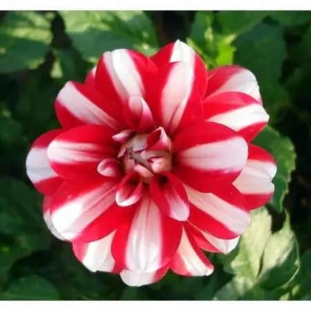 Decorative Dahlia - 2 Root Clumps For Vibrant Garden Displays