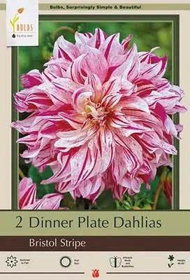Dinner Plate Dahlia Bulbs - Bristol Stripe, 40-44 Inches Tall, Summer Bloomer