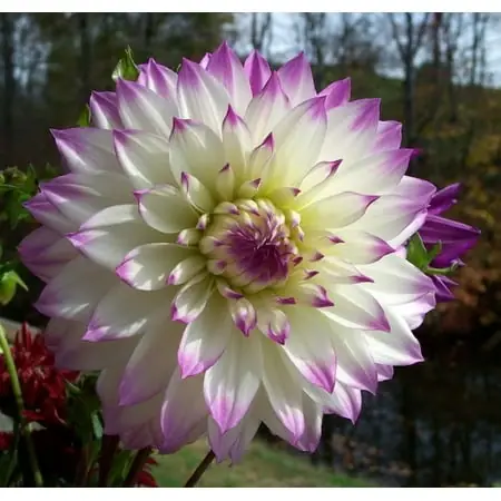 Dinner Plate Dahlia Ferncliff Illusion - Summer Blooming Flower Bulbs