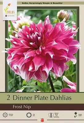 Dinner Plate Dahlias - Frost Nip Bulbs For Summer Blooms, 36-40 Inches Tall