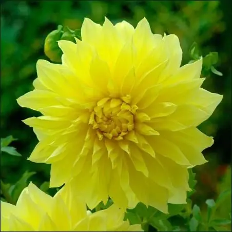 Floodlight Dinnerplate Dahlia - 2 Bulb Clumps For Vibrant Gardens