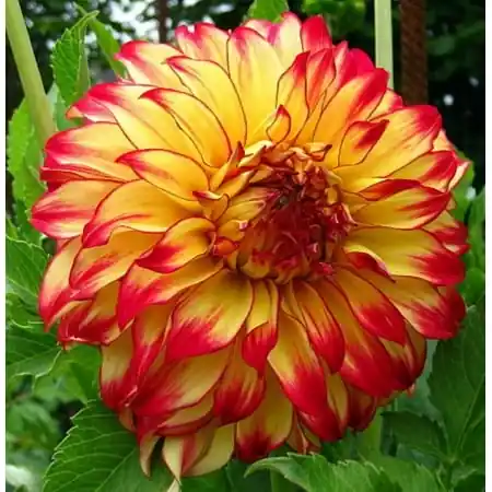 Lady Darlene Dinner Plate Dahlia Bulbs - 2 Clumps, Summer Bloomer