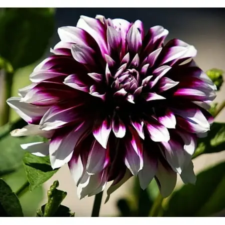 Mystery Day Decorative Dinner Plate Dahlias - 2 Bulb Clumps, Deep Burgundy