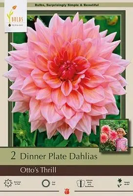 Dinner Plate Dahlias - Otto‘s Thrill, 40-44 Inches Tall