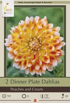Dinner Plate Dahlias - Peaches & Cream, 36-40 Inches Tall