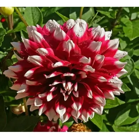 Decorative Dahlia Red Empire - 2 Bulb Clumps