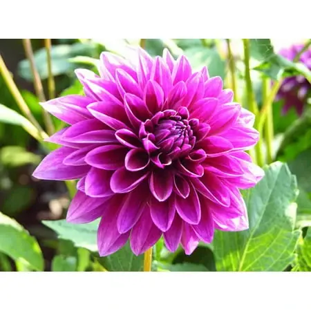 Thomas A. Edison Dinner Plate Dahlia Bulbs - Decorative Purple Petals