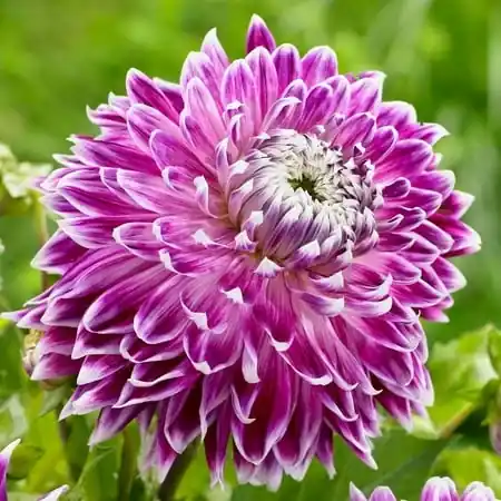 Decorative Dinner Plate Dahlia Bulbs - 2 1 Size Root Clumps