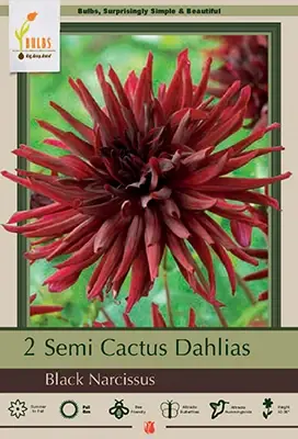 Semi Cactus Dahlias - Black Narcissus, 32-36 Inches Tall