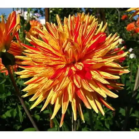 Dinner Plate Dahlia Striped Vulcan - Semi Cactus 2 Root Clumps