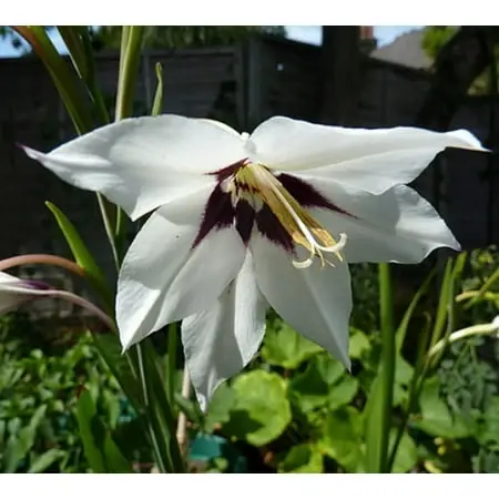 Fragrant Gladiolus Bulbs - Acidanthera ‘murielae‘ - 20 Bulbs - 8 Cm+ Size
