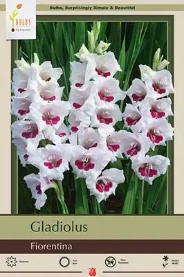 Gladiolus Large Flowering ‘fiorentina‘ Bulbs - 56-60 Inches Tall, Summer Blooms