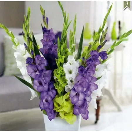 You Are Here Gladiolus Bulbs - 8 Unique Blooms - 12/14 Cm Size