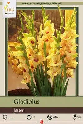 Gladiolus Large Flowering Bulbs - Jester Variety, 40-48 Inches Tall, Summer Blooms