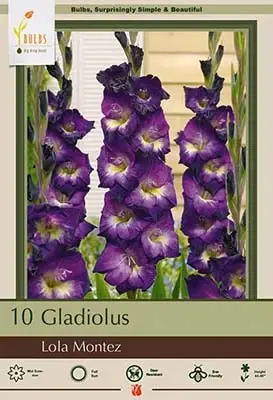 Gladiolus Large Flowering ‘lola Montez‘ Bulbs - 44-48 Inches Tall, Hardy Zones 8-10