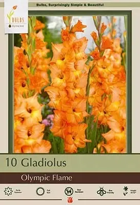 Gladiolus Large Flowering Bulbs - Olympic Flame, 48-52 Inches Tall