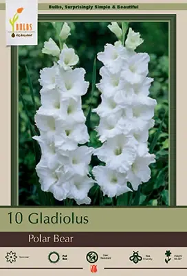 Gladiolus Large Flowering Bulbs ‘polar Bear‘ - 56-60 Inches Tall, Summer Blooms