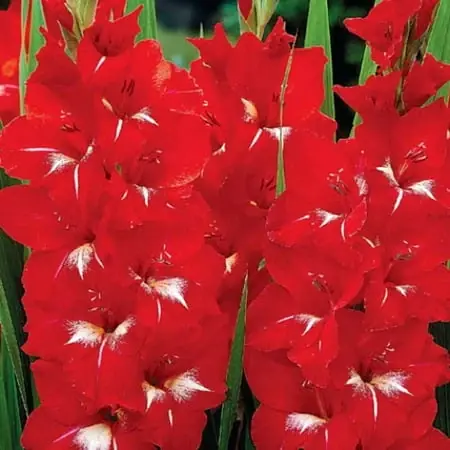 Gladiolus Vivid Red Bulbs - 14+ Cm - 8 Count