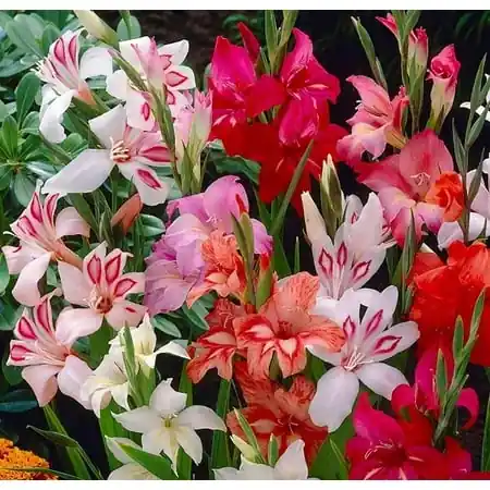 Gladiolus Mix 8 Bulbs - Perennial Flowering Bulbs In Mixed Colors