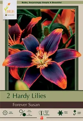 Hardy Lilies - Lilium Asiatic ‘forever Susan‘ - 24-36 Inches Tall