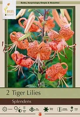 Splendens Orange Tiger Lily Bulbs - Lilium Tigrinum - 36-40 Inches Tall