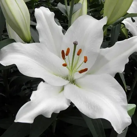 Oriental Lily Bulbs - 2 Premium Bulbs For Stunning Blooms