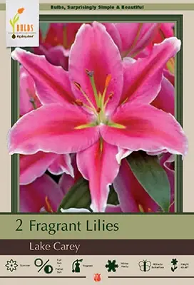 Fragrant Lilies Lilium Oriental ‘lake Carey‘ Bulbs - 40-48 Inches Tall