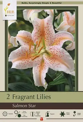 Fragrant Salmon Star Oriental Lilies - Lilium 16/18 Cm Bulbs For Summer Blooms