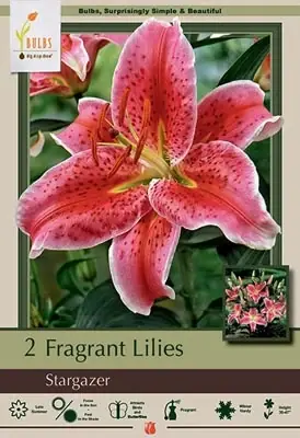 Oriental Lily Bulbs - Lilium Oriental ‘stargazer‘ - 16/18 Cm Size