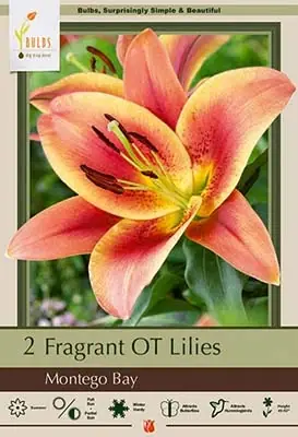 Fragrant Oriental Trumpet Lilies - Montego Bay, Hardy Ot Lily, 46-52 Inches